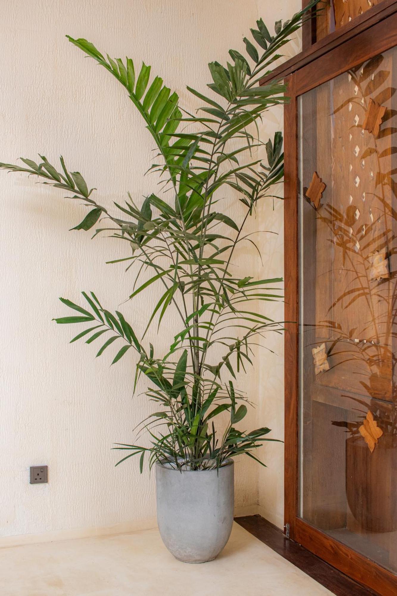 Spicepeek Boutique Hotel Cmb Airport Katunayaka Extérieur photo